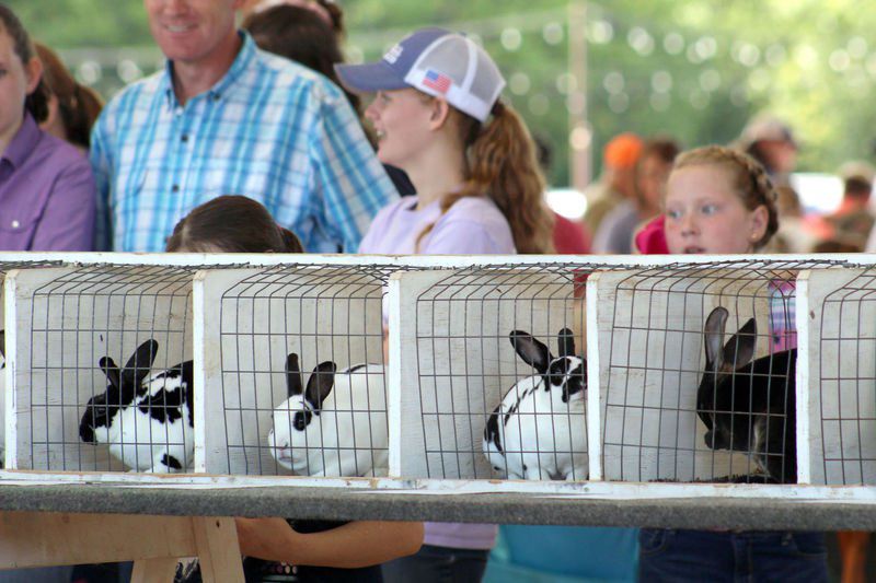 Livestock show a go